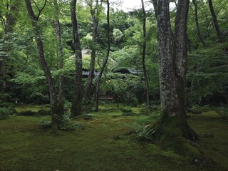 [Japan] Mossy garden at Gioji Temple (Sagano, Kyoto city)