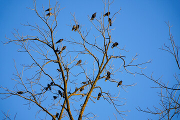 birds in the tree. families of crows sitting in a tree.