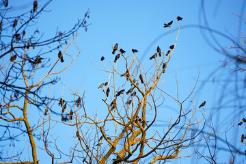 birds in the tree. families of crows sitting in a tree.