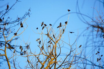 birds in the tree. families of crows sitting in a tree.