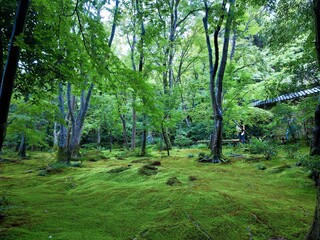 Fototapeta na wymiar [Japan] Mossy garden at Gioji Temple (Sagano, Kyoto city)