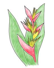 Heliconia Psittacorum a type of tropical plant in hand sketch coloured illustration