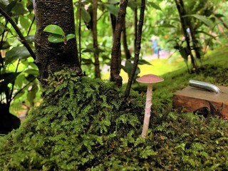 [Japan] Close up of moss and mushrooms wet from the rain at Gioji Temple (Sagano, Kyoto city)