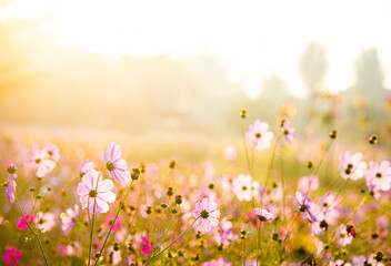 Beautiful cosmos  flowers   in the garden, outdoor  Chiangmai Thailand