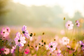 Beautiful cosmos  flowers   in the garden, outdoor  Chiangmai Thailand