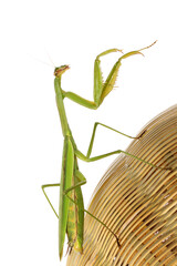 praying mantis isolated on white background