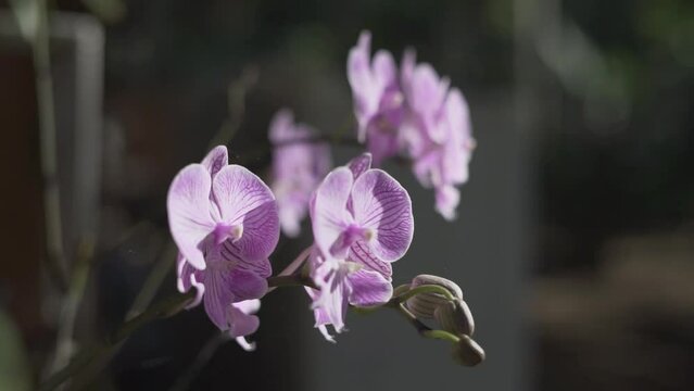 Indonesian Anggrek bulan or blooming and florets bud purple orchid flowers (Phalaenopsis amabilis) selective focus.