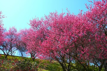 ろうかく梅園の梅の花