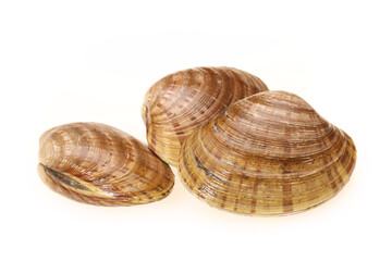 fresh clams on white background