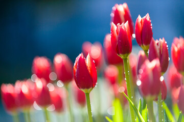アイスチューリップと水滴