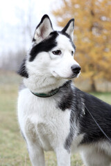 Obraz premium Husky dog walks in the forest.