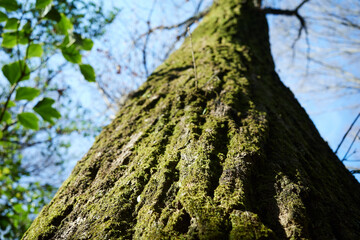 Obraz premium 自然の多い公園の渓流