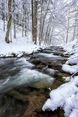 Forest mountain stream in winter. 