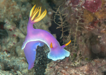 Colorful  purple nudibranch 
 crawls on  hard-coral