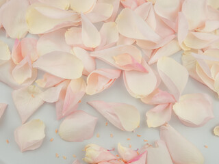 Close up of white and pink petals of roses ,floral background copy space