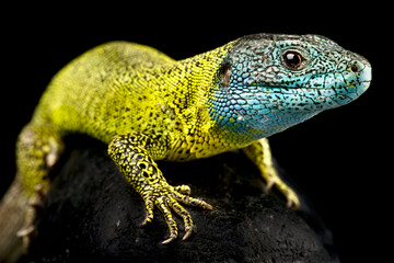 Iberian emerald lizard (Lacerta schreiberi)
