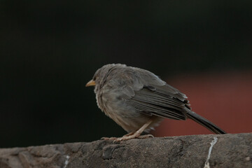 The lonely Babbler at Ranthamboire