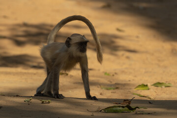 The Langoor with hos mighty tail