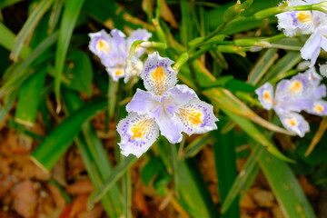 fringed iris in full blooming