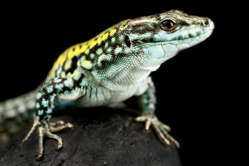 Italian wall lizard (Podarcis siculus siculus)