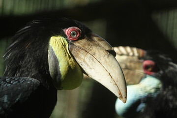 the large beak of the hornbill
