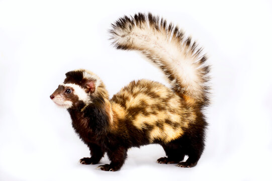 Marbled polecat (Vormela peregusna)