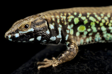 Milos wall lizard (Podarcis milensis milensis)