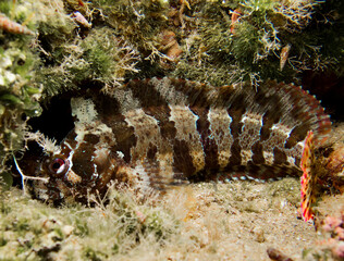 Tompot blenny - Parablennius gattorugine from Ayia Napa, Cyprus, Eastern Mediterranean Sea