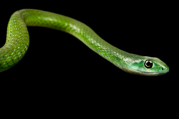 Northern Green Bush Snake (Philothamnus irregularis)