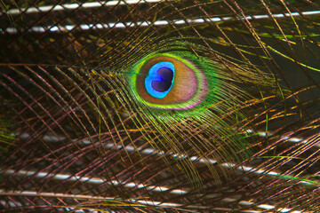 Obraz premium portrait of a peacock feather