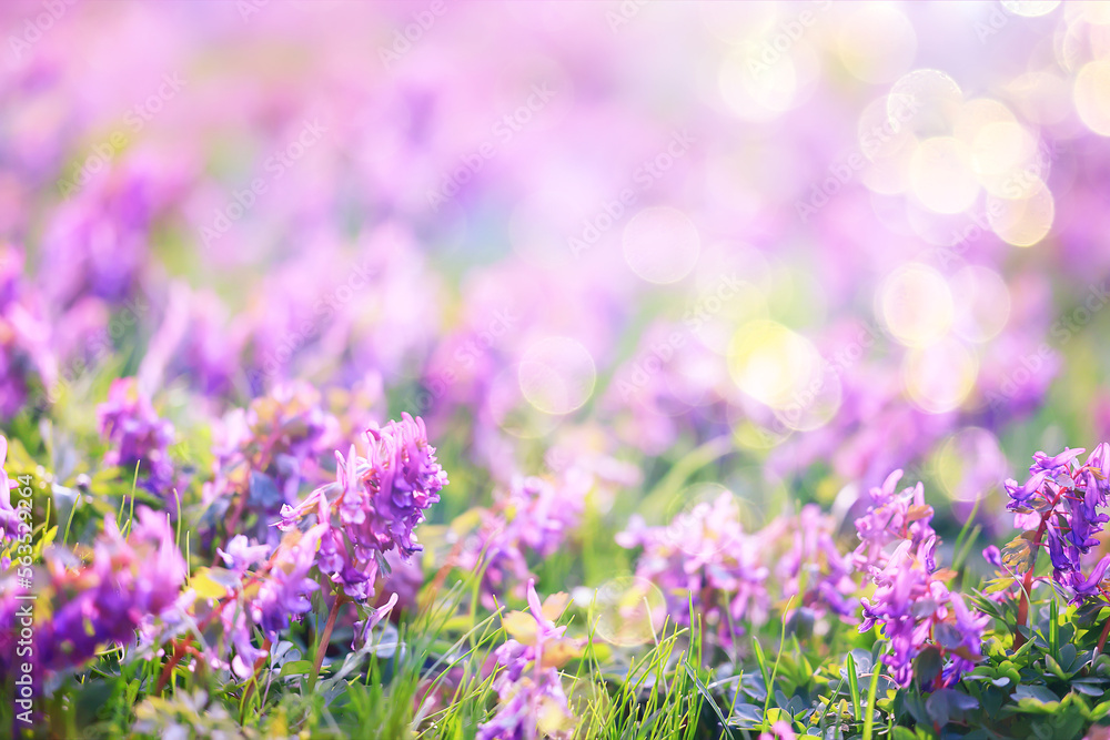 Wall mural pink purple wild spring flowers bokeh background