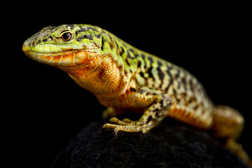 Northern Italian Wall Lizard (Podarcis siculus campestris)