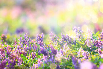 Obraz na płótnie Canvas glare sun bokeh background wild spring flowers