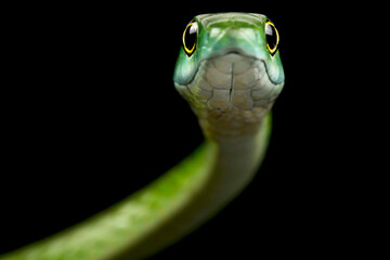 Northern Green Bush Snake (Philothamnus irregularis)
