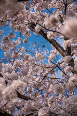 cherry blossom in spring