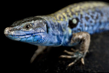 Santo Ianni Islet wall lizard (Podarcis sicula paulae)
