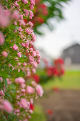 pink flowers in the garden