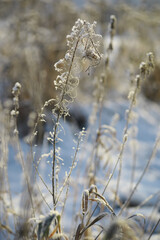 White snow on a bare tree branches on a frosty winter day, close up. Natural background. Selective botanical background.