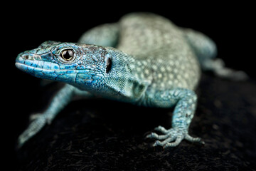 Sharp-snouted rock lizard (Dalmatolacerta oxycephala)