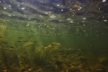 flock of small fish underwater, freshwater bleak fish anchovy seascape