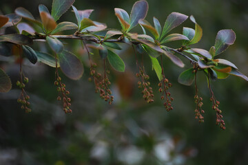 Lively closeup of spring leaves with vibrant backlight from the setting sun