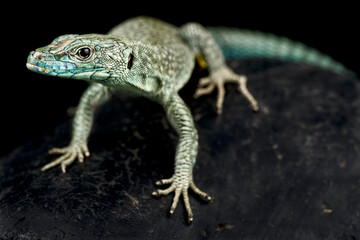 Sharp-snouted rock lizard (Dalmatolacerta oxycephala)