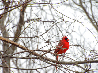 Cardinals 