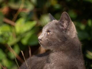 Obraz premium small gray cat is hiding in the village