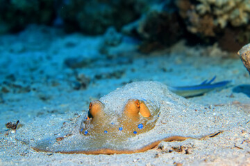 blue-spotted stingray underwater coral tropical fish