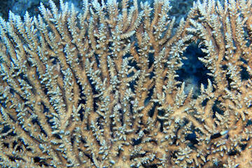 texture coral underwater reef background sea