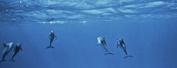 dolphins underwater photo, sea water wildlife