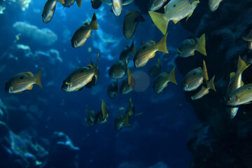 Fototapeta na wymiar small fish on a coral reef underwater wildlife