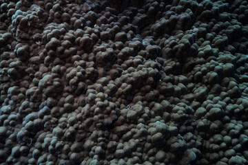 texture coral underwater reef background sea