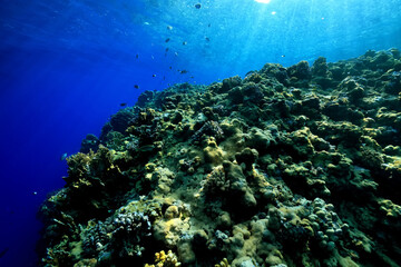 coral reef wallpaper background ocean tropical ecosystem underwater